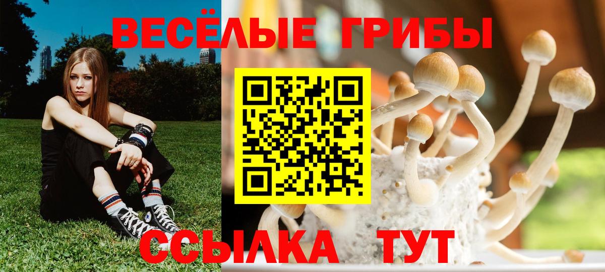 Черняховск  Галлюциногенные грибы Psilocybine cubensis  Вход с VPN 